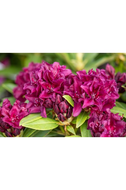 Rhododendron ponticum Polarnacht